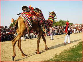 Bikaner Camel Festival 