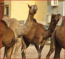 Bikaner--Camel-Breeding-Centre.jpg