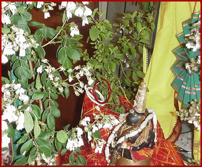 Tulsi Vivah Tulsi Vivah