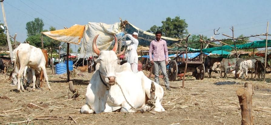 कोल्हाइया मेला 