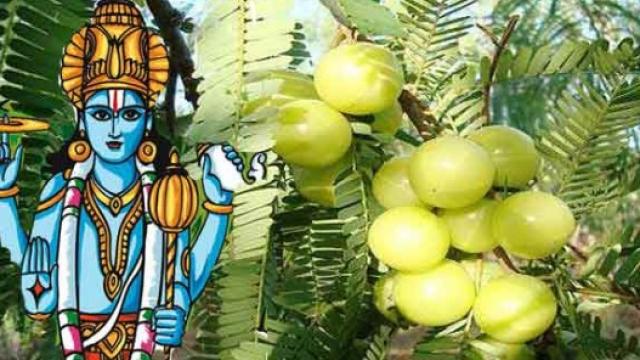आवंला नवमी आवंला नवमी