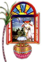 Pongal Celebrations