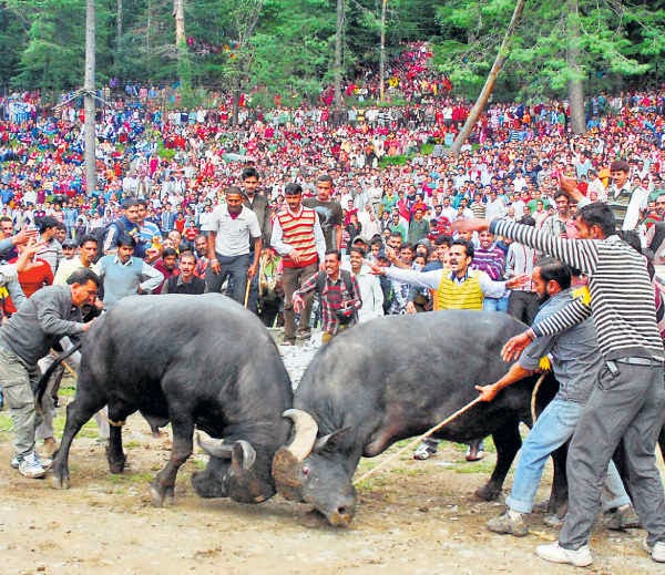 सायर मेला सायर मेला